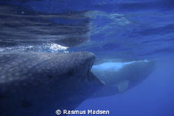 2 whalesharks by Rasmus Madsen 